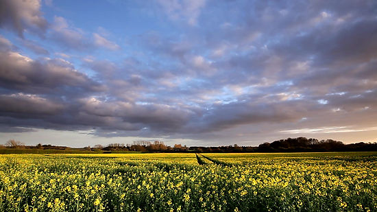 Rapeseed flower field and sunset skies